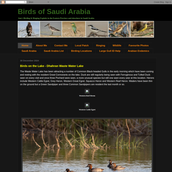 birdsofsaudiarabia.com