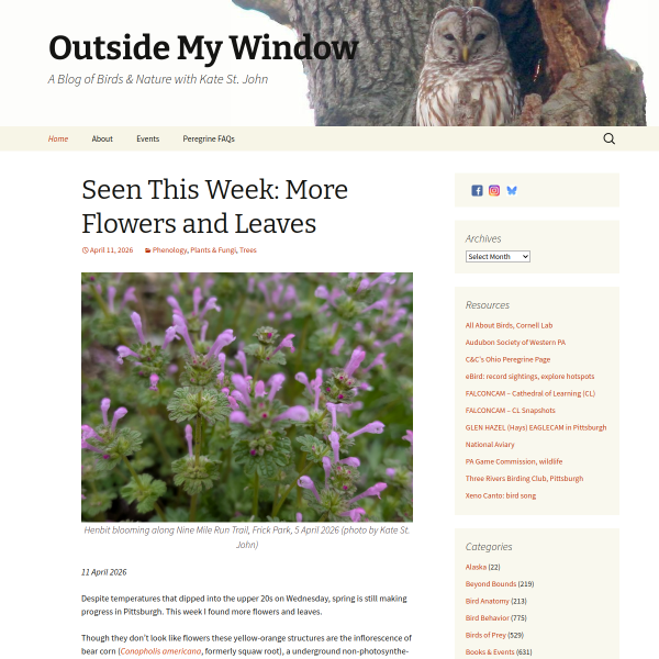 birdsoutsidemywindow.org